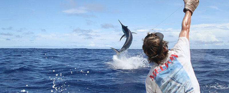 Game fisher grabbing fishing line to draw in jumping marlin fish during tournament